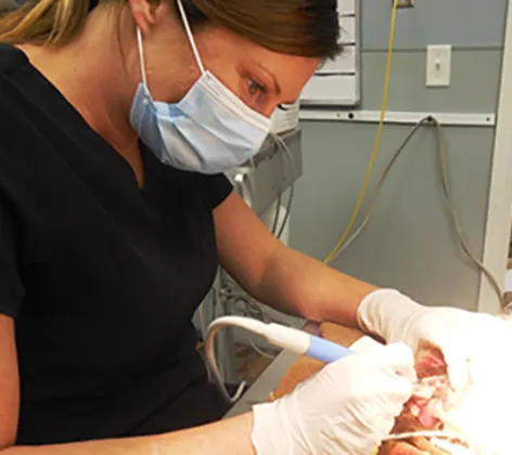 Vet performing dental procedure